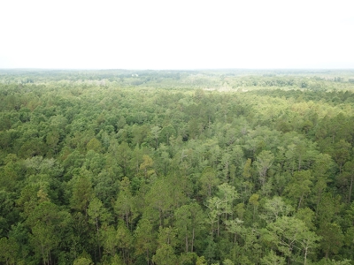 663ac Holmes County Florida Hunting Land - Deer - Turkey - image 15