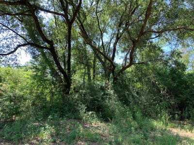 663ac Holmes County Florida Hunting Land - Deer - Turkey - image 39