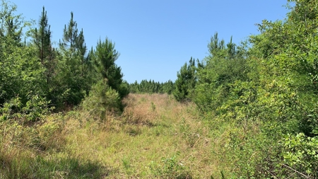663ac Holmes County Florida Hunting Land - Deer - Turkey - image 30