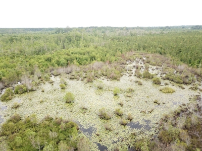 663ac Holmes County Florida Hunting Land - Deer - Turkey - image 7