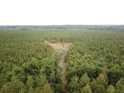 663ac Holmes County Florida Hunting Land - Deer - Turkey - image 4