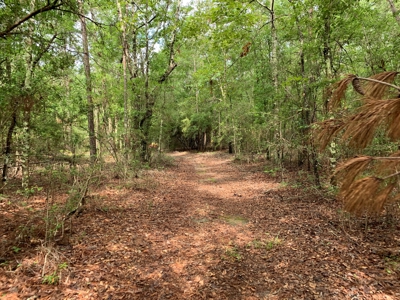 663ac Holmes County Florida Hunting Land - Deer - Turkey - image 19