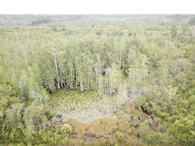 663ac Holmes County Florida Hunting Land - Deer - Turkey - image 9