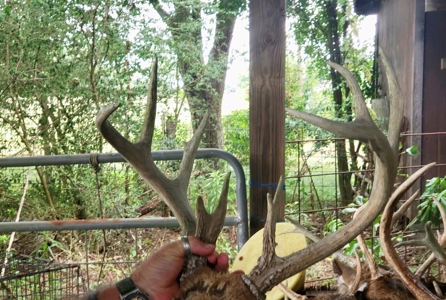 663ac Holmes County Florida Hunting Land - Deer - Turkey - image 29