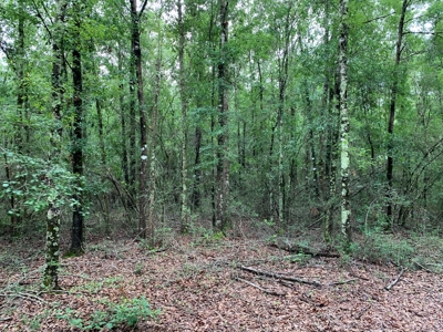 663ac Holmes County Florida Hunting Land - Deer - Turkey - image 20