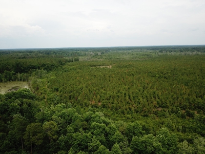 663ac Holmes County Florida Hunting Land - Deer - Turkey - image 1