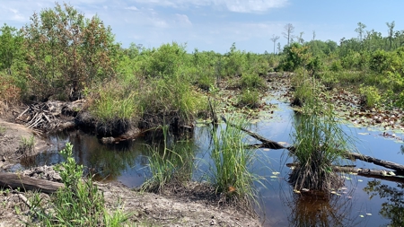 663ac Holmes County Florida Hunting Land - Deer - Turkey - image 36