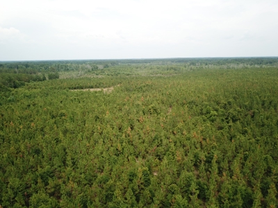 663ac Holmes County Florida Hunting Land - Deer - Turkey - image 2
