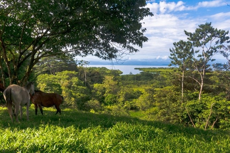 Titled Bocas del Toro Coastal Land 11.5 Acres - image 4