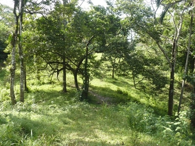 Titled Bocas del Toro Coastal Land 11.5 Acres - image 12