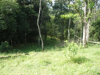 Titled Bocas del Toro Coastal Land 11.5 Acres - image 9