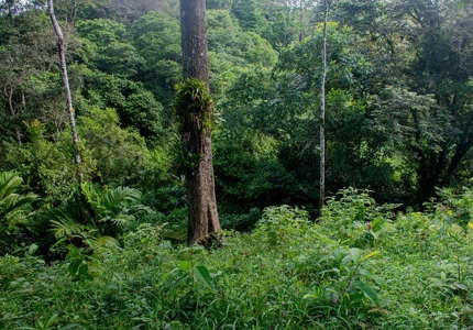 Titled Bocas del Toro Coastal Land 11.5 Acres - image 3