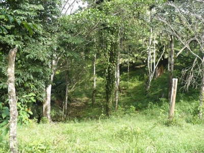 Titled Bocas del Toro Coastal Land 11.5 Acres - image 10