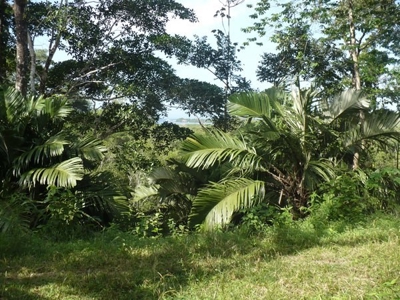 Titled Bocas del Toro Coastal Land 11.5 Acres - image 13