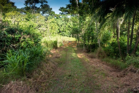 Titled Bocas del Toro Coastal Land 11.5 Acres - image 6