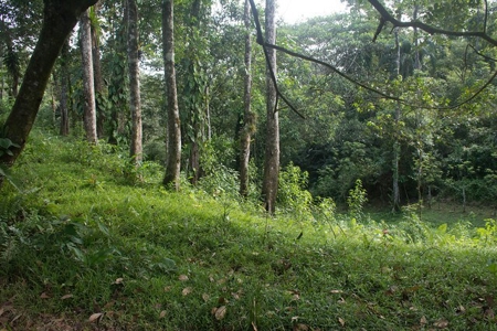 Titled Bocas del Toro Coastal Land 11.5 Acres - image 1