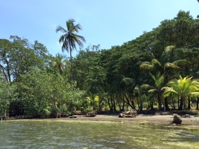 Coastal Oceanfront Lot on Solarte, Bocas del Toro Panama - image 5