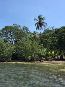 Coastal Oceanfront Lot on Solarte, Bocas del Toro Panama - image 3
