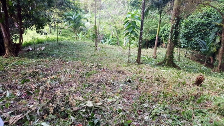 Titled Jungle Lots on Isla Solarte, Bocas del Toro - image 3