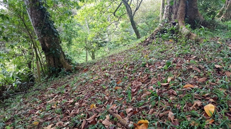 Titled Jungle Lots on Isla Solarte, Bocas del Toro - image 1