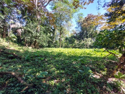 Titled Jungle Lots on Isla Solarte, Bocas del Toro - image 13