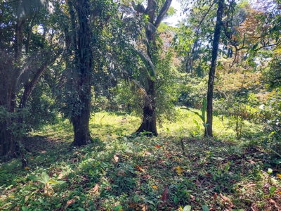 Titled Jungle Lots on Isla Solarte, Bocas del Toro - image 11