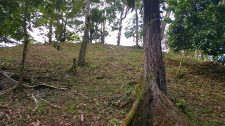 Titled Jungle Lots on Isla Solarte, Bocas del Toro - image 6