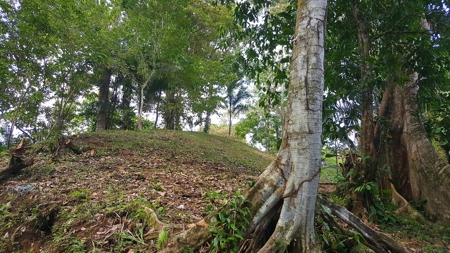 Titled Jungle Lots on Isla Solarte, Bocas del Toro - image 7