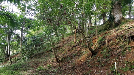Titled Jungle Lots on Isla Solarte, Bocas del Toro - image 8