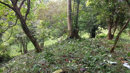 Titled Jungle Lots on Isla Solarte, Bocas del Toro - image 2