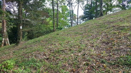 Titled Jungle Lots on Isla Solarte, Bocas del Toro - image 4