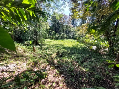 Titled Jungle Lots on Isla Solarte, Bocas del Toro - image 10