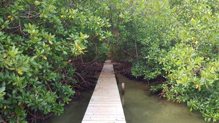 Titled Jungle Lots on Isla Solarte, Bocas del Toro - image 9