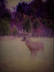 76 acre Hunting property in Adams & Highland County Ohio - image 50