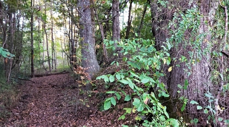 76 acre Hunting property in Adams & Highland County Ohio - image 35