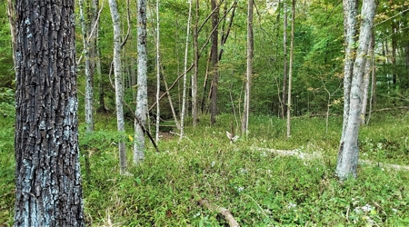76 acre Hunting property in Adams & Highland County Ohio - image 33
