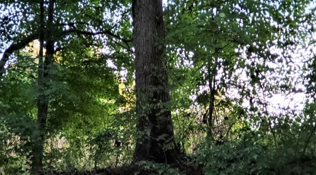 76 acre Hunting property in Adams & Highland County Ohio - image 24