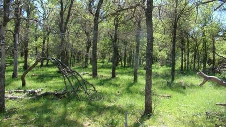 160 +/- acres Ranch, Recreation, Hunting Land For Sale in TX - image 2