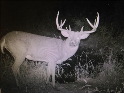 Hunting Property in Buffalo County, WI - image 1
