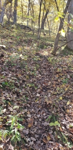 Country Cabin on 9.4 Wooded Acres For Sale in SW Wisconsin - image 9