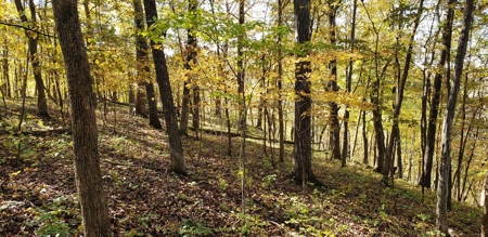 Country Cabin on 9.4 Wooded Acres For Sale in SW Wisconsin - image 14