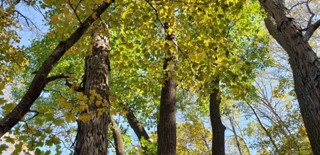 Country Cabin on 9.4 Wooded Acres For Sale in SW Wisconsin - image 12