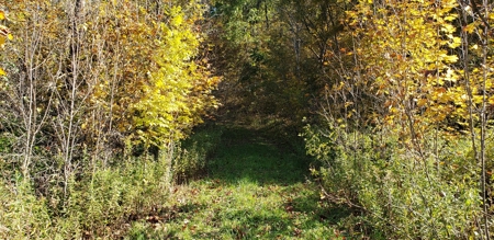 Country Cabin on 9.4 Wooded Acres For Sale in SW Wisconsin - image 1