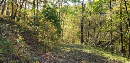 Country Cabin on 9.4 Wooded Acres For Sale in SW Wisconsin - image 2
