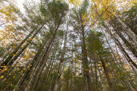 Solar Powered Off Grid Home in Maine - image 9