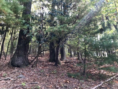 Land Ready to Build on in Indian Valley VA - image 8