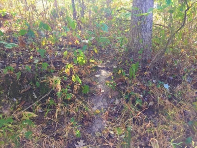 113 Acres Athens County Ohio Hunting Property - image 29