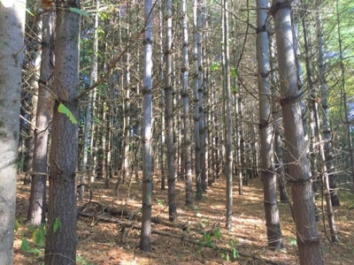 113 Acres Athens County Ohio Hunting Property - image 31