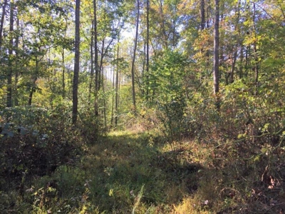 113 Acres Athens County Ohio Hunting Property - image 26