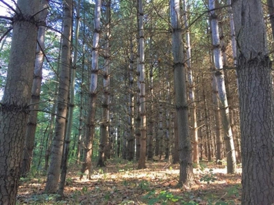 113 Acres Athens County Ohio Hunting Property - image 4